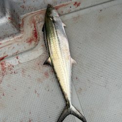 神戸沖ブレードジギング