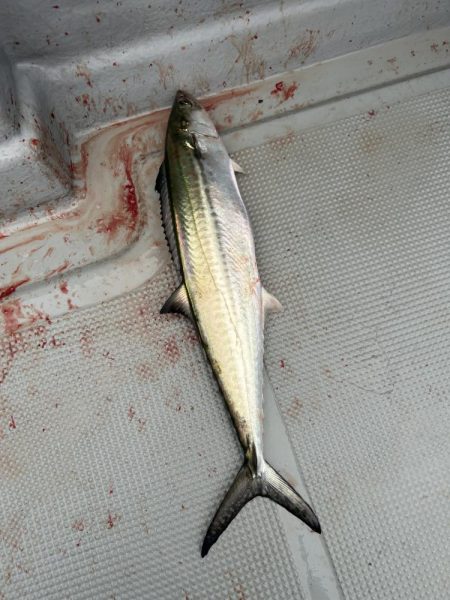 神戸沖ブレードジギング