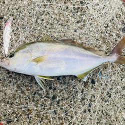 久しぶりにGコン活躍