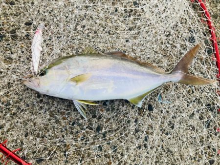 久しぶりにGコン活躍