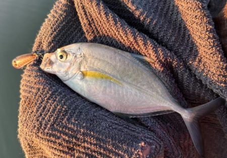 帰ってきたメッキ！４種コンプリート！