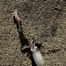 今年初エギング