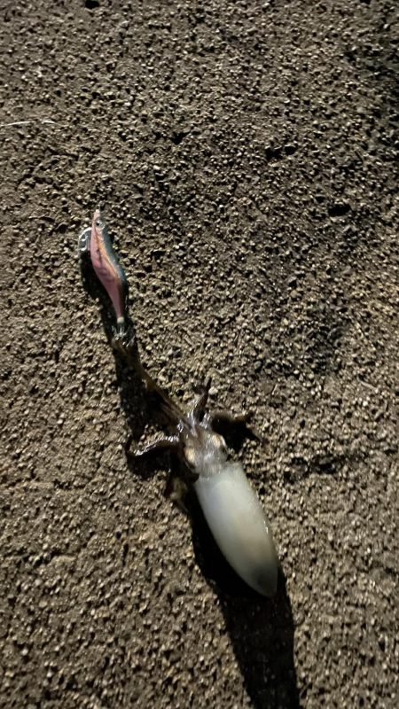 今年初エギング