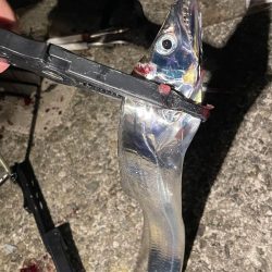 まだ大サバ釣れるんですね