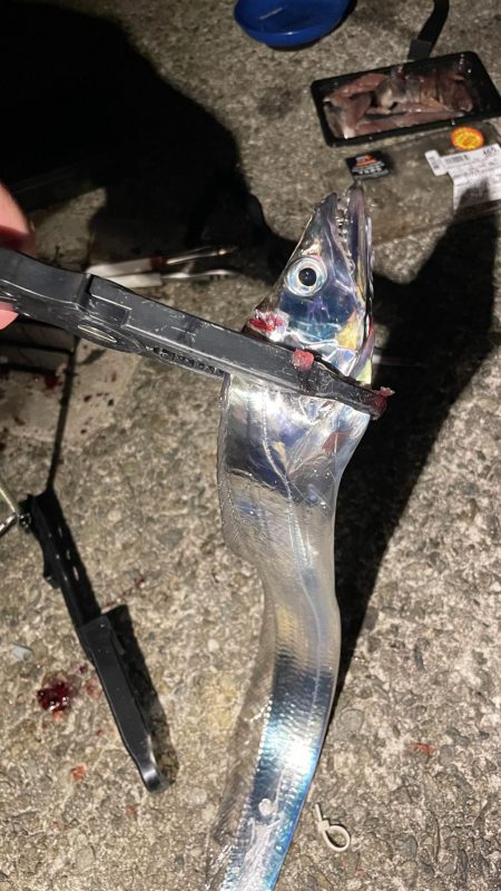 まだ大サバ釣れるんですね