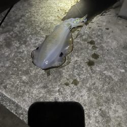 仕事終わりに短時間釣行