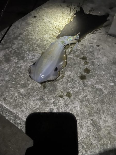 仕事終わりに短時間釣行