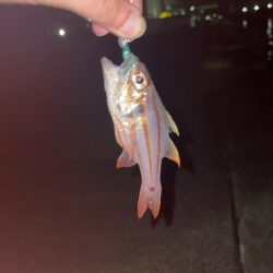 潮が全く動かずネンブツダイ