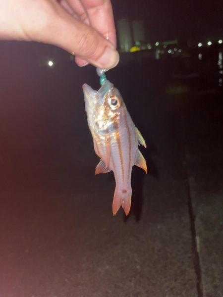 潮が全く動かずネンブツダイ