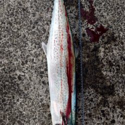 ショアジギング