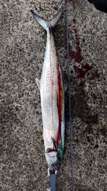 ショアジギング