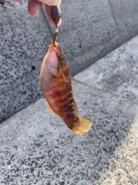 ちょい投げとブラクリ