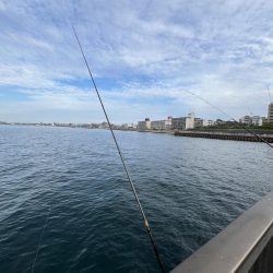 久しぶりのウリボウ