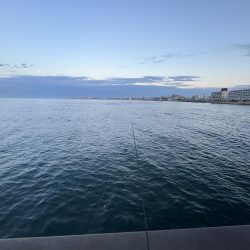 アジ時々ウリボウ