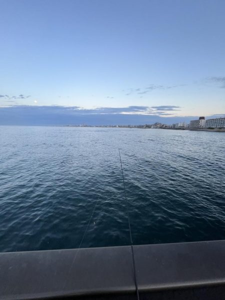 アジ時々ウリボウ