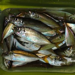 アジ釣り　高活性
