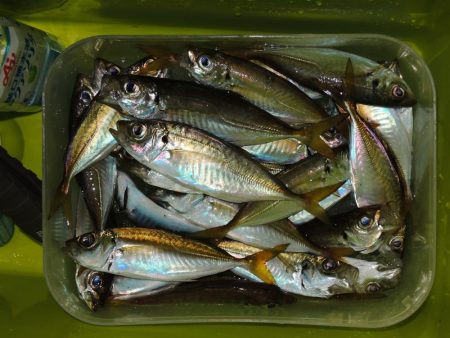 アジ釣り　高活性