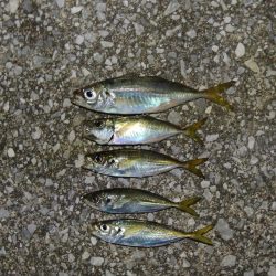 アジ釣り　フグの猛攻