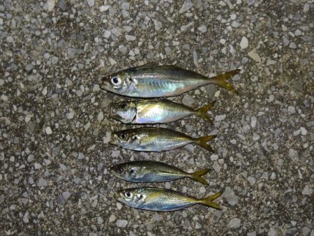 アジ釣り　フグの猛攻