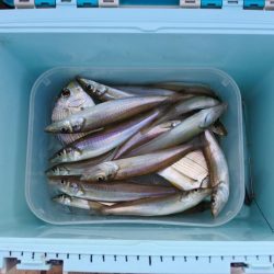 初秋のキス釣り