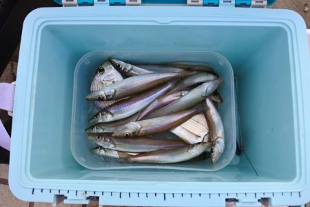 初秋のキス釣り