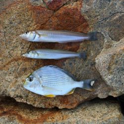 キス釣り ミニ軍団に降参