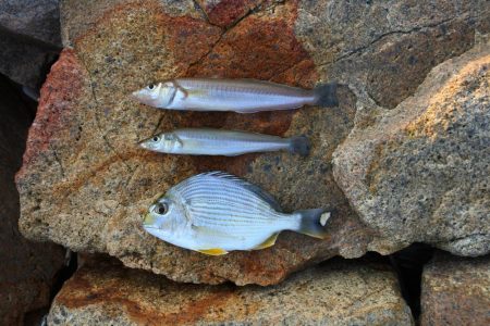 キス釣り　ミニ軍団に降参