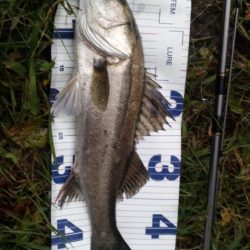 今年は会えないかと思ってました。