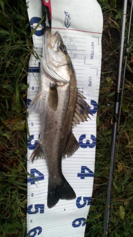 今年は会えないかと思ってました。