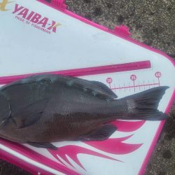 和歌山日置(三倉渡船)でグレ釣り