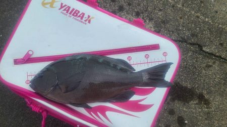 和歌山日置(三倉渡船)でグレ釣り