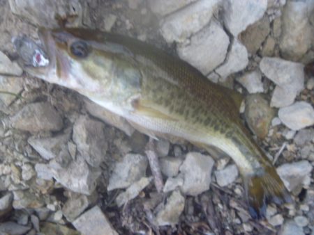 10月15日　一庫ダム釣行