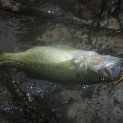10月16日　一庫ダム釣行