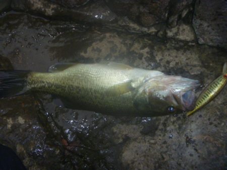 10月16日　一庫ダム釣行