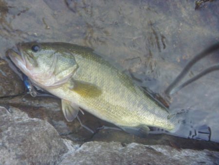 10月17日　一庫ダム釣行
