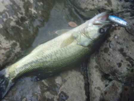 10月19日　一庫ダム釣行