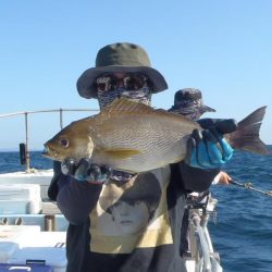 青物落とし込み釣り