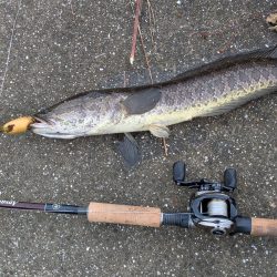 紀ノ川下流で雷魚