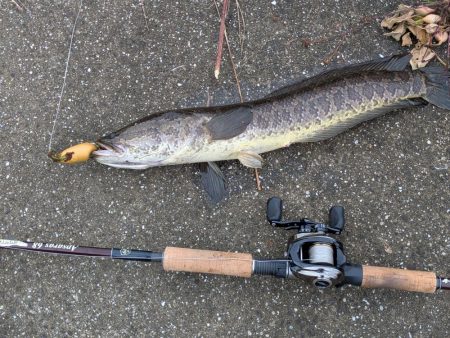 紀ノ川下流で雷魚