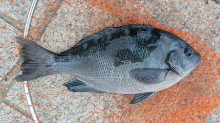 秋のグレシーズン到来！ はまだだった…