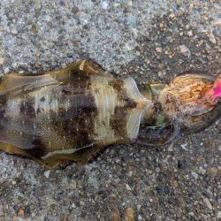 朝マズメのエギング