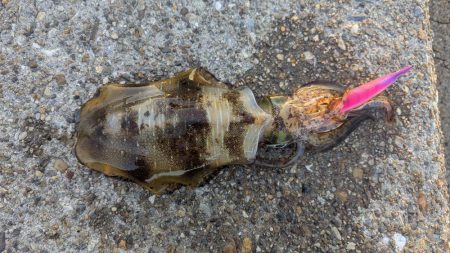 朝マズメのエギング