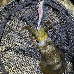 秋🦑　中々サイズが出ない😅