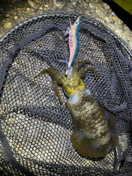 秋🦑　中々サイズが出ない&…