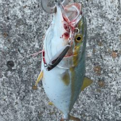 だだ巻きジギング