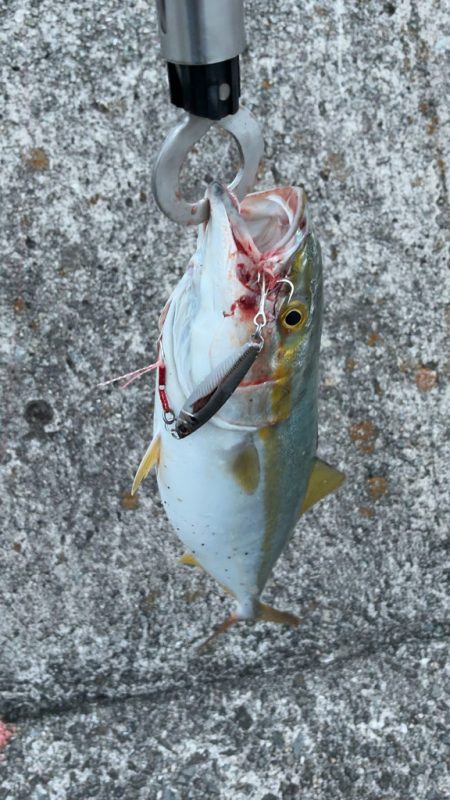 だだ巻きジギング