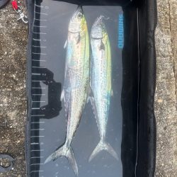 ブレードライトジギング