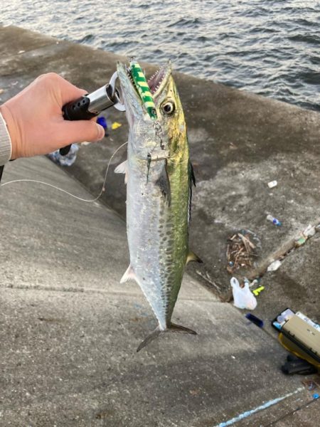 サゴシ祭り参加も貧打