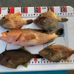 シロギスタのエンジョイデイ