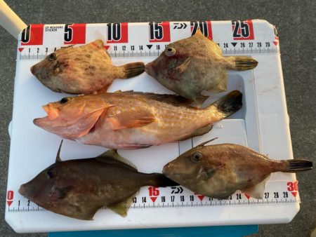 シロギスタのエンジョイデイ